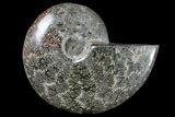 Bargain, Polished Ammonite (Cleoniceras) Fossil - Madagascar #166374-1